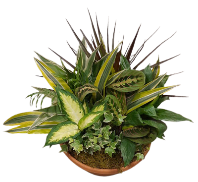 Plastic Terracotta Dishgardens